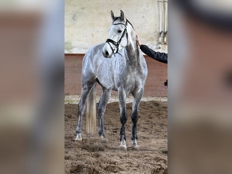 Deutsches Sportpferd Wallach 4 Jahre 170 cm Apfelschimmel in Neustadt (Dosse)
