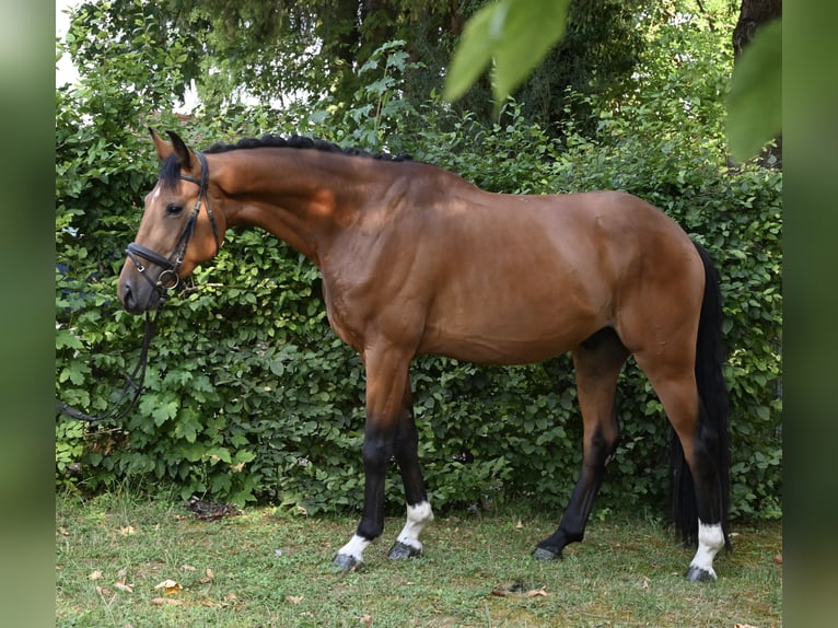 Deutsches Sportpferd Wallach 4 Jahre 170 cm Brauner in Karlsfeld