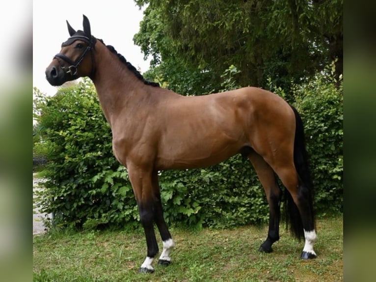 Deutsches Sportpferd Wallach 4 Jahre 170 cm Brauner in Karlsfeld