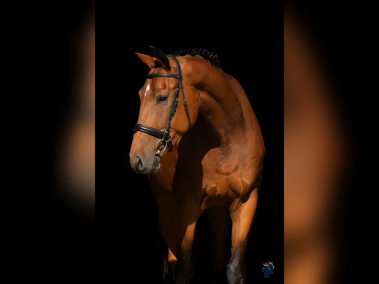 Deutsches Sportpferd Wallach 4 Jahre 170 cm Brauner in Karlsfeld