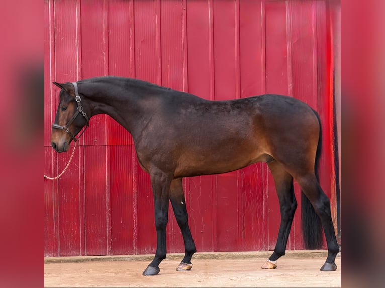Deutsches Sportpferd Wallach 4 Jahre 170 cm Brauner in Loipersbach im Burgenland
