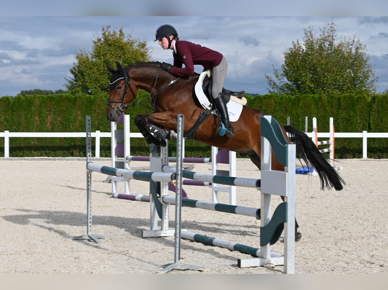 Deutsches Sportpferd Wallach 4 Jahre 170 cm Brauner in Gomadingen