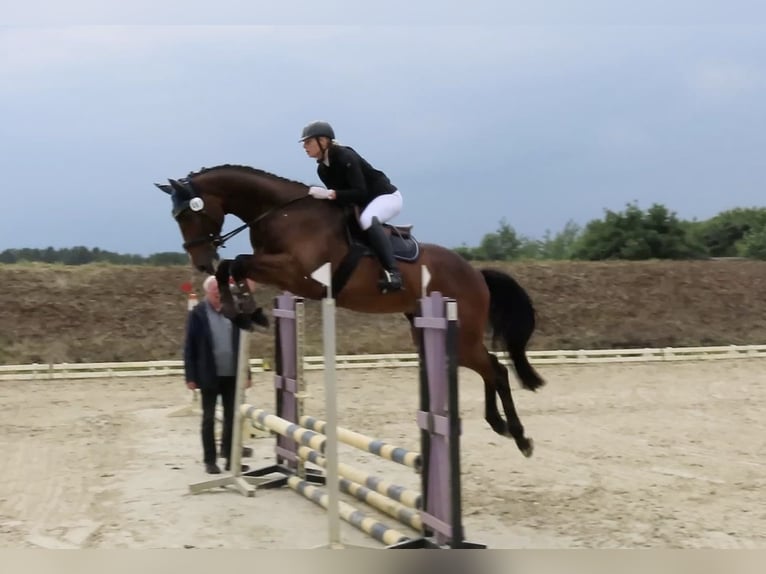 Deutsches Sportpferd Wallach 4 Jahre 170 cm Brauner in Friedeburg Reepsholt, Hoheesche