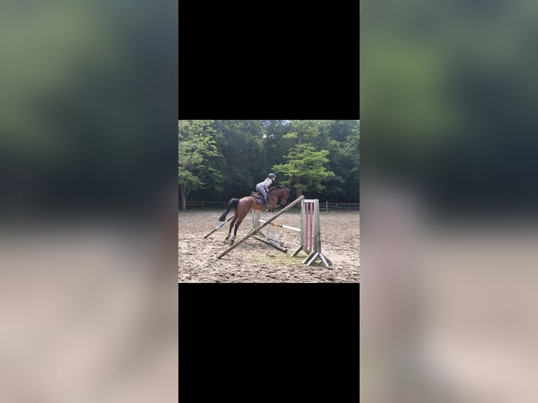 Deutsches Sportpferd Wallach 4 Jahre 170 cm Brauner in Braunschweig