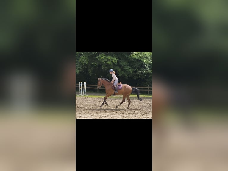 Deutsches Sportpferd Wallach 4 Jahre 170 cm Brauner in Braunschweig