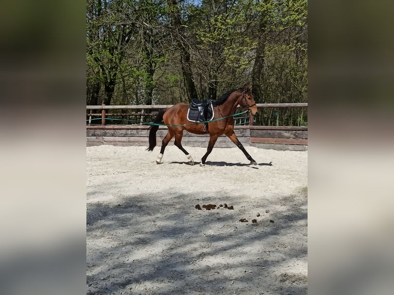 Deutsches Sportpferd Wallach 4 Jahre 170 cm Brauner in Warstein