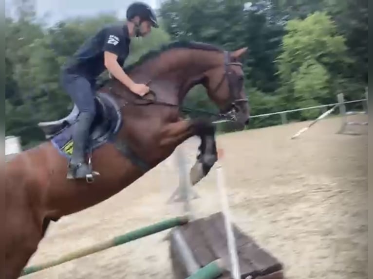 Deutsches Sportpferd Wallach 4 Jahre 170 cm Brauner in H&#xFC;nfeld