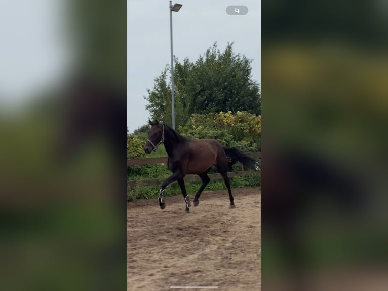 Deutsches Sportpferd Wallach 4 Jahre 170 cm Dunkelbrauner in Blekendorf