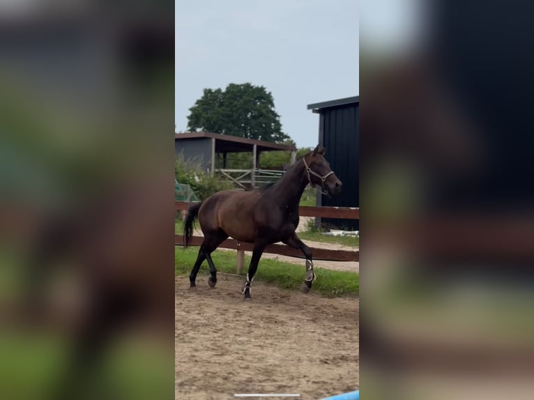 Deutsches Sportpferd Wallach 4 Jahre 170 cm Dunkelbrauner in Blekendorf
