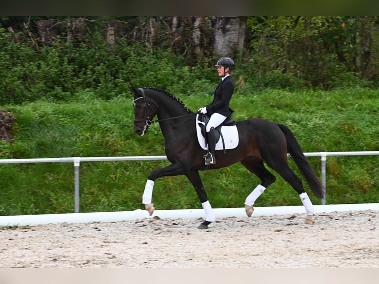 Deutsches Sportpferd Wallach 4 Jahre 170 cm Dunkelbrauner in Gomadingen
