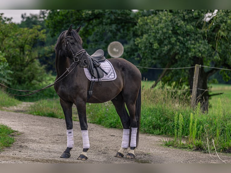 Deutsches Sportpferd Wallach 4 Jahre 170 cm Dunkelbrauner in Kraiburg am Inn