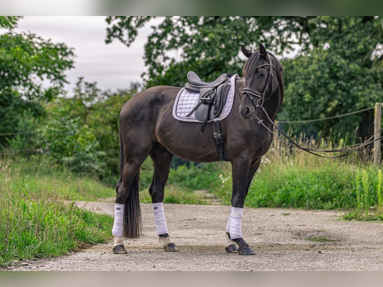 Deutsches Sportpferd Wallach 4 Jahre 170 cm Dunkelbrauner in Kraiburg am Inn