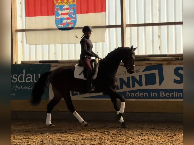 Deutsches Sportpferd Wallach 4 Jahre 170 cm Dunkelbrauner in Schönwalde