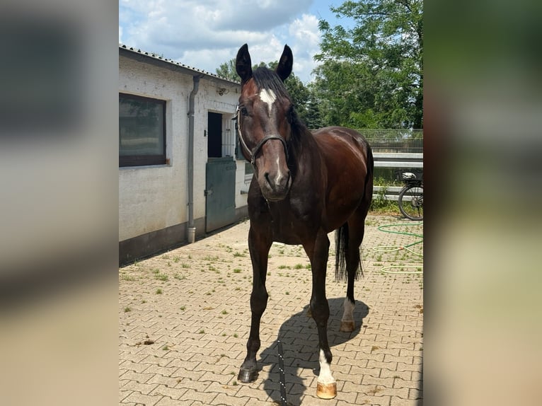 Deutsches Sportpferd Wallach 4 Jahre 170 cm Dunkelbrauner in Viernheim