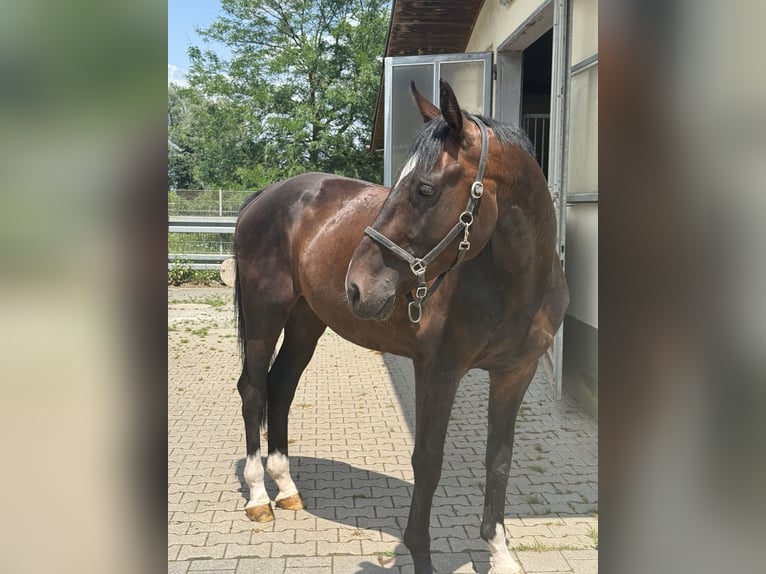 Deutsches Sportpferd Wallach 4 Jahre 170 cm Dunkelbrauner in Viernheim