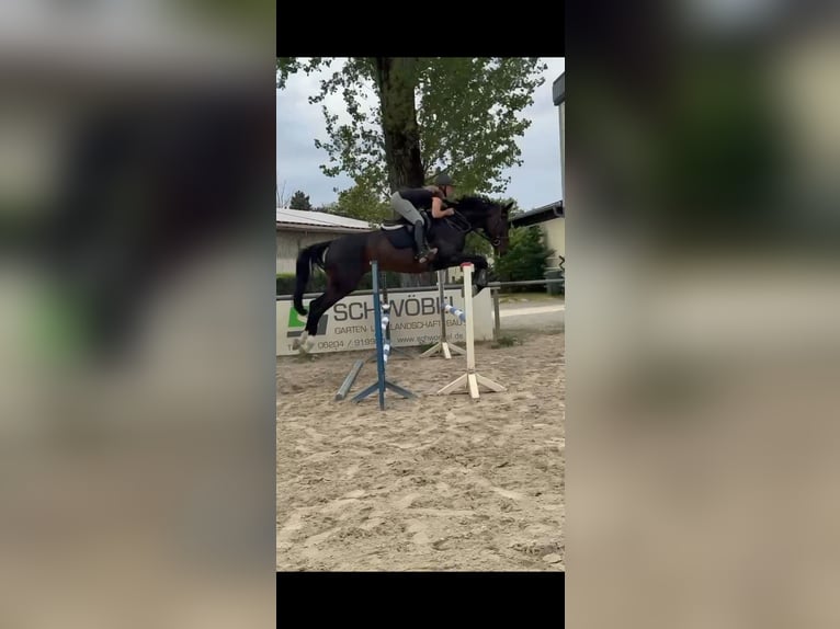 Deutsches Sportpferd Wallach 4 Jahre 170 cm Dunkelbrauner in Viernheim