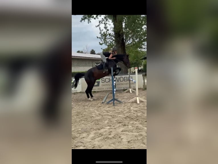 Deutsches Sportpferd Wallach 4 Jahre 170 cm Dunkelbrauner in Viernheim