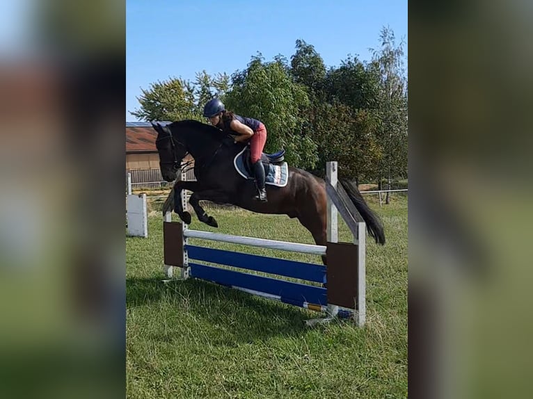 Deutsches Sportpferd Wallach 4 Jahre 170 cm Dunkelbrauner in Ilmtal-Weinstraße