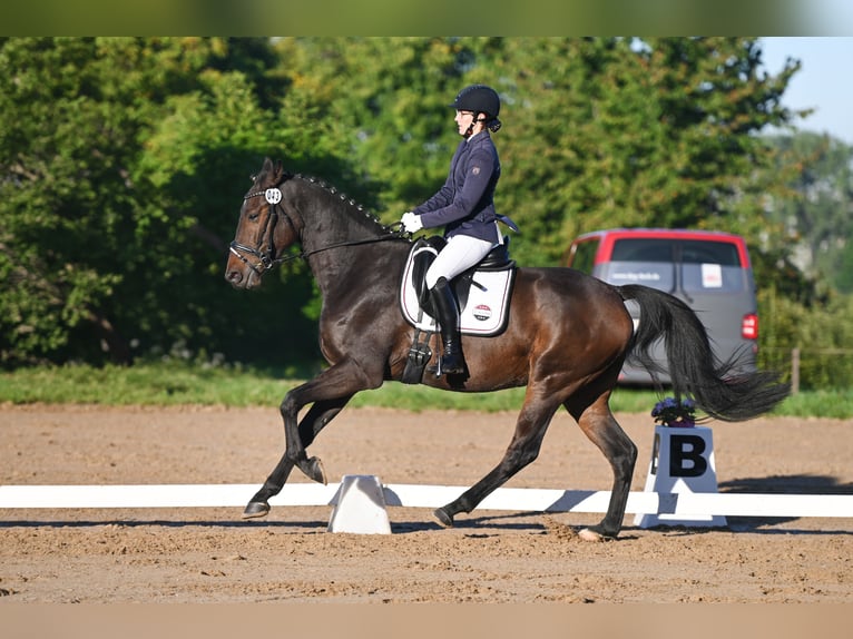 Deutsches Sportpferd Wallach 4 Jahre 170 cm Dunkelbrauner in Ilmtal-Weinstraße