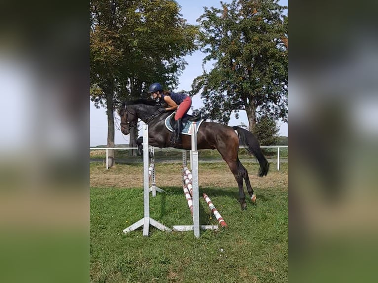Deutsches Sportpferd Wallach 4 Jahre 170 cm Dunkelbrauner in Ilmtal-Weinstraße