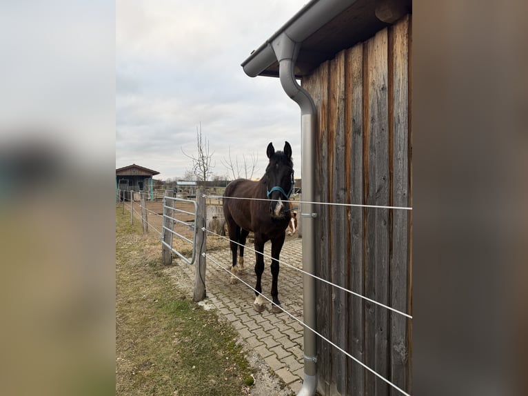 Deutsches Sportpferd Wallach 4 Jahre 170 cm Dunkelfuchs in Altusried