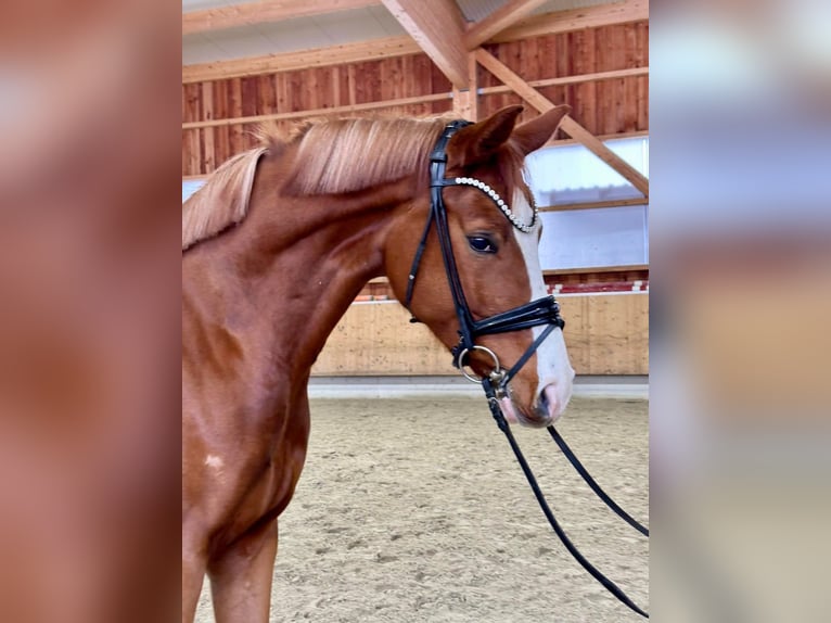 Deutsches Sportpferd Wallach 4 Jahre 170 cm Fuchs in Bad Griesbach im Rottal
