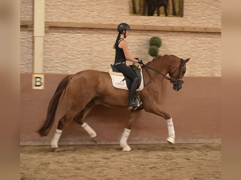 Deutsches Sportpferd Wallach 4 Jahre 170 cm Fuchs in Wehringen