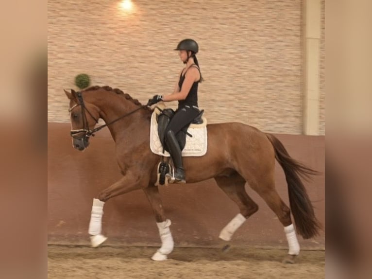 Deutsches Sportpferd Wallach 4 Jahre 170 cm Fuchs in Wehringen