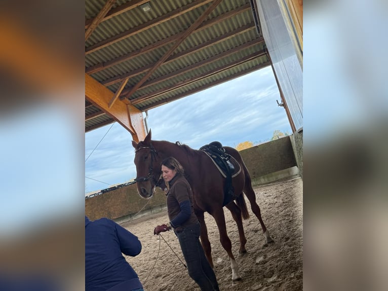 Deutsches Sportpferd Wallach 4 Jahre 170 cm Fuchs in Pu
