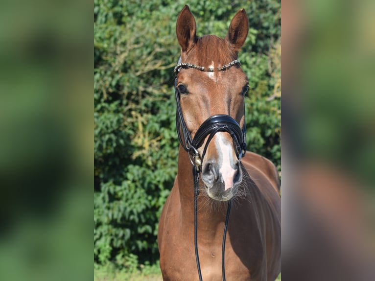 Deutsches Sportpferd Wallach 4 Jahre 170 cm Fuchs in Rohrlack