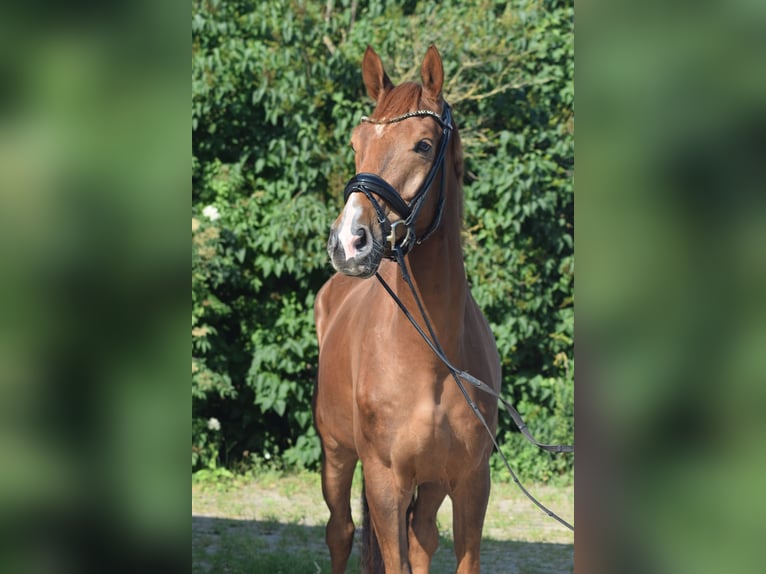 Deutsches Sportpferd Wallach 4 Jahre 170 cm Fuchs in Rohrlack