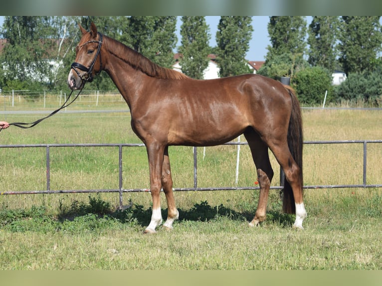 Deutsches Sportpferd Wallach 4 Jahre 170 cm Fuchs in Rohrlack