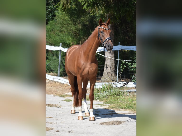 Deutsches Sportpferd Wallach 4 Jahre 170 cm Fuchs in Dätgen