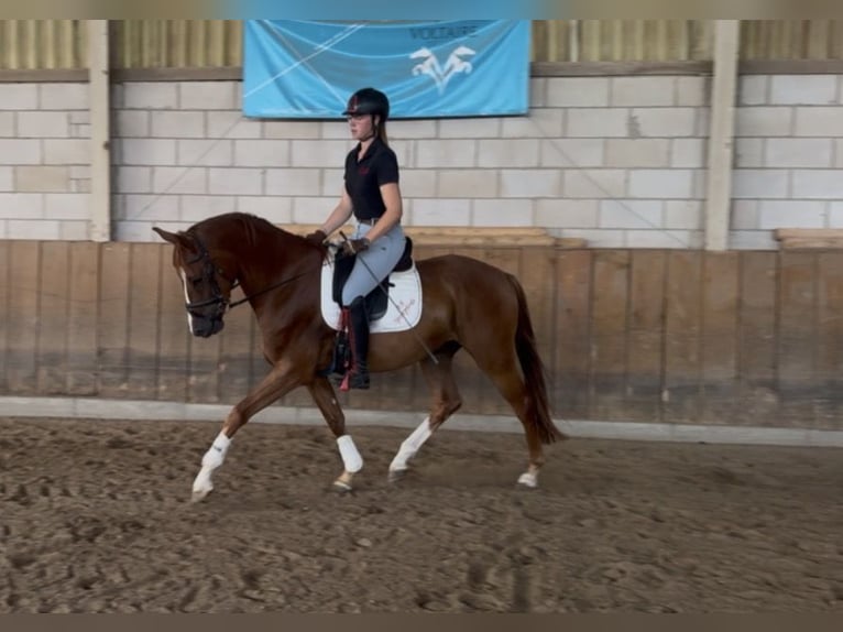 Deutsches Sportpferd Wallach 4 Jahre 170 cm Fuchs in Wiesbaden