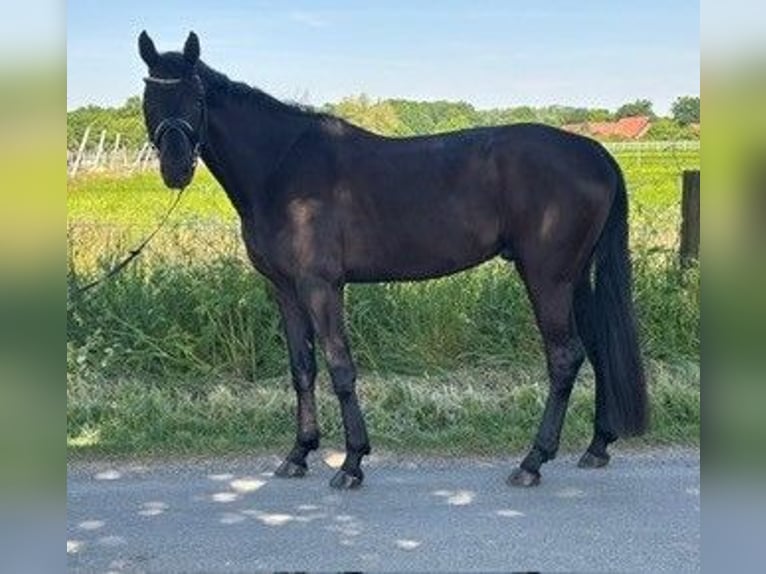 Deutsches Sportpferd Wallach 4 Jahre 170 cm Rappe in L&#xFC;dinghausen