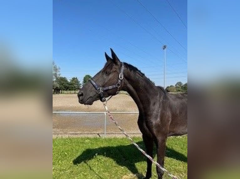 Deutsches Sportpferd Wallach 4 Jahre 170 cm Rappe in Roth