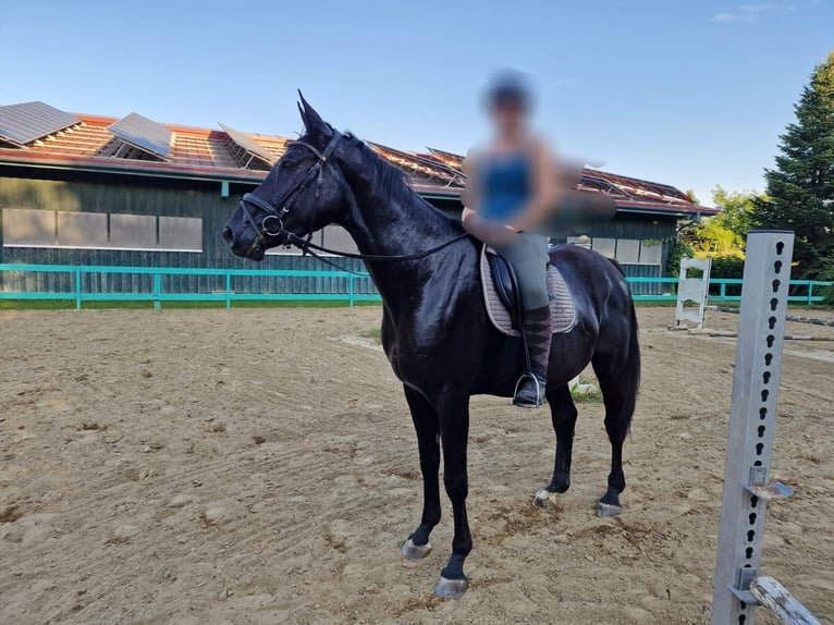 Deutsches Sportpferd Wallach 4 Jahre 170 cm Rappe in Fischach