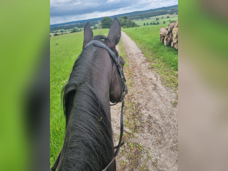 Deutsches Sportpferd Wallach 4 Jahre 170 cm Rappe in Fischach