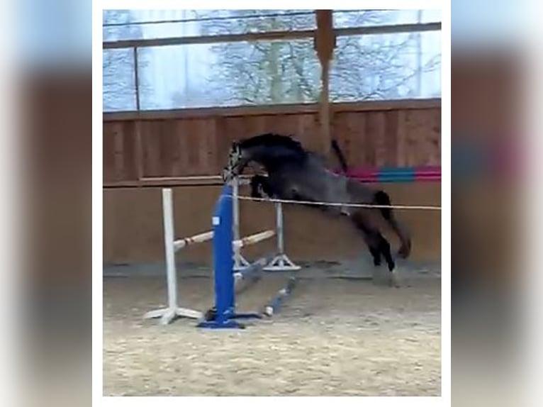 Deutsches Sportpferd Wallach 4 Jahre 170 cm Schimmel in Buchholz (Westerwald)