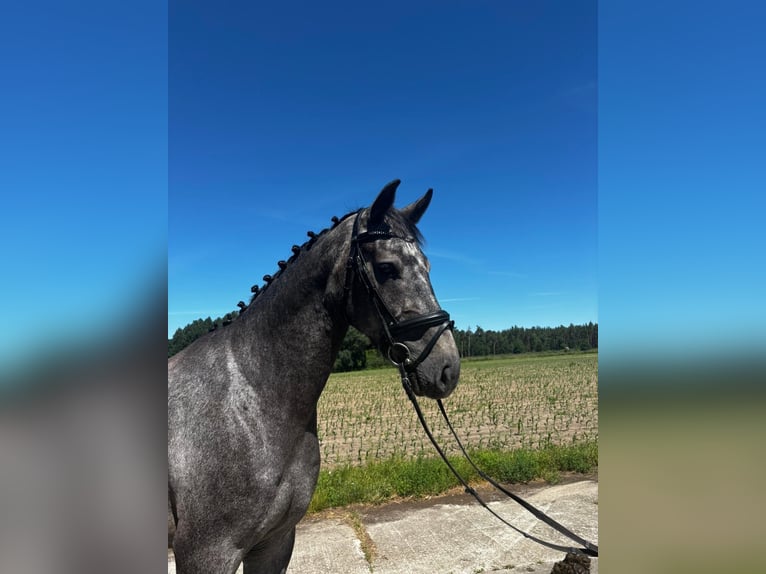 Deutsches Sportpferd Wallach 4 Jahre 170 cm Schimmel in Mieste