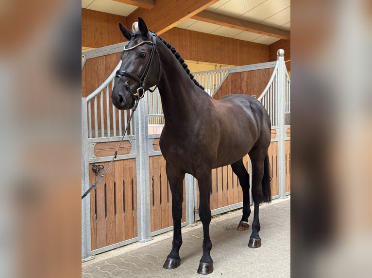 Deutsches Sportpferd Wallach 4 Jahre 170 cm Schwarzbrauner in Kirchenthumbach
