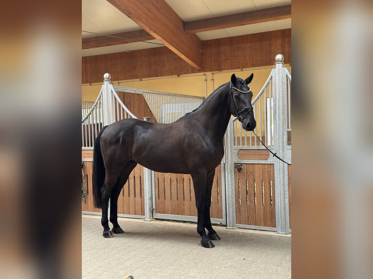 Deutsches Sportpferd Wallach 4 Jahre 170 cm Schwarzbrauner in Kirchenthumbach