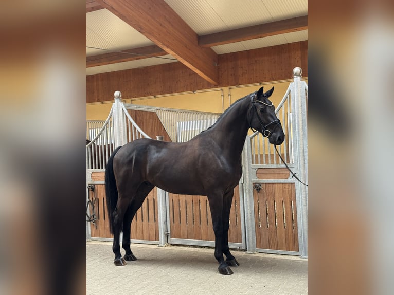 Deutsches Sportpferd Wallach 4 Jahre 170 cm Schwarzbrauner in Kirchenthumbach