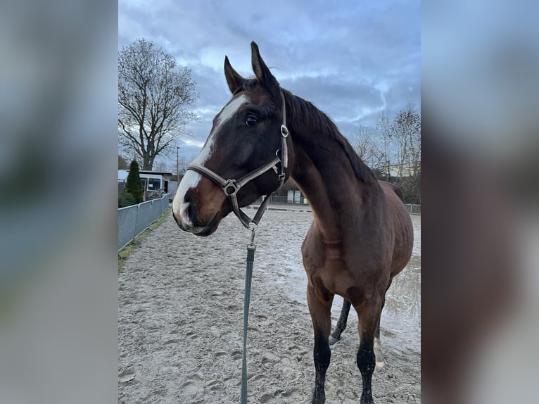 Deutsches Sportpferd Wallach 4 Jahre 170 cm in Chemnitz