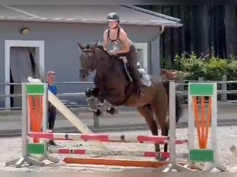 Deutsches Sportpferd Wallach 4 Jahre 170 cm  in Lanz OT Gadow