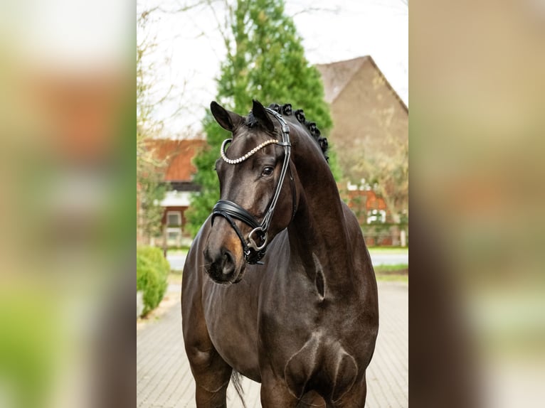 Deutsches Sportpferd Wallach 4 Jahre 171 cm Brauner in Lippetal