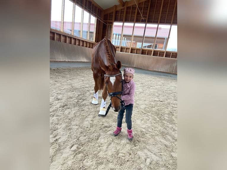 Deutsches Sportpferd Wallach 4 Jahre 171 cm Dunkelfuchs in M&#xFC;nchen