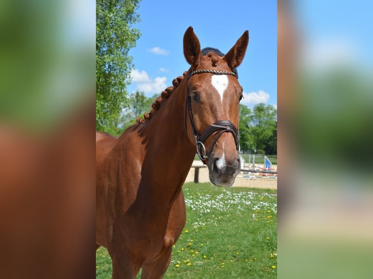 Deutsches Sportpferd Wallach 4 Jahre 171 cm Dunkelfuchs in M&#xFC;nchen