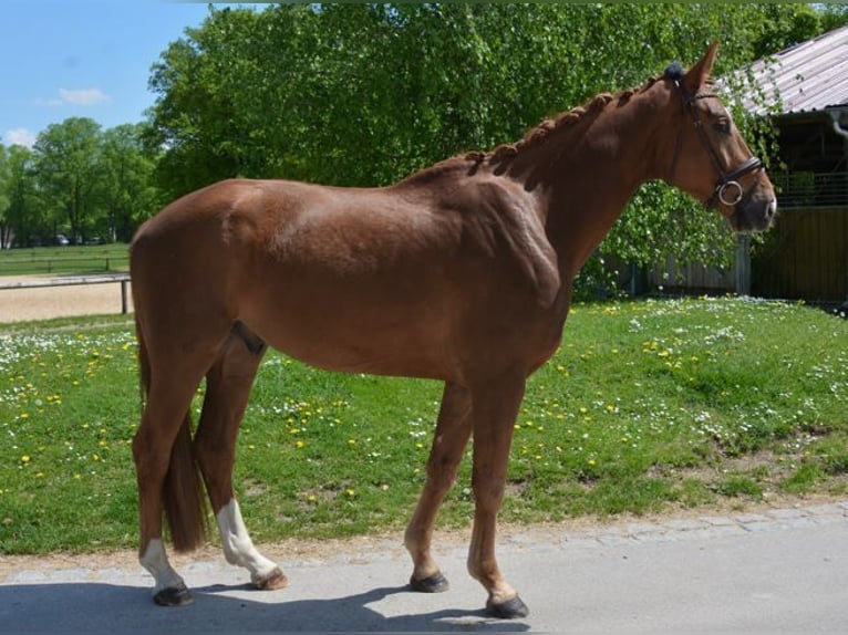 Deutsches Sportpferd Wallach 4 Jahre 171 cm Dunkelfuchs in M&#xFC;nchen