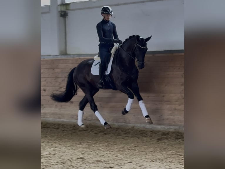 Deutsches Sportpferd Wallach 4 Jahre 171 cm Rappe in Lippetal